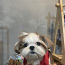Dear Johny 네이버블로그