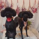 깜보살롱 이미지