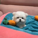 대구강아지분양 럽댕 이미지