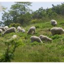 용인축협 한우랜드 이미지