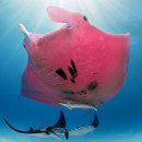 스마일 토이 | [토이] 맥도날드 해피밀 2월 3월 2026 플레이모빌 2차 해양동물들 : 범고래와 만타가오리 리뷰