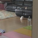 꿈이크는 동물병원 이미지