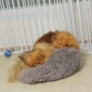 포메민박 이미지