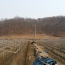 왕징농장 이미지