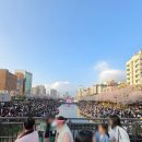 지에스25응암불광천점 | 2026 불광천 벚꽃축제 은평의 봄 행사 가수 정보 주말 벚꽃놀이 실컷하고 온 후기