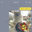 꽃보다 멍 이미지