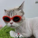 몽이슈(mong issue) 이미지