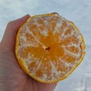 향노지 | 제주 타이백 감귤 노지 한라봉 10kg 바티가다