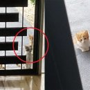 미다스펫 이미지