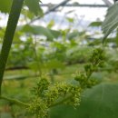 안천농장 이미지