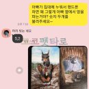 애코커뮤니케이션 | 펫타로 후기] 구르미, 아빠가 누워서 핸드폰을 하면 왜 그렇게 아빠 옆에서 땅을 파는거야?