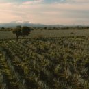 두라농장 이미지