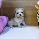 펫매니저 | 강남강아지분양 서리펫 신뢰한 이유