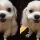 우리집동물병원 이미지