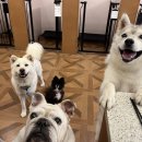 빌리지독 이미지