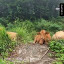 그린나래민박 이미지