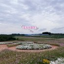 코스모스 산업 | 전북 10월 가을 축제 갈만한곳 국제종자박람회 김제 코스모스 명소 데이지 덤