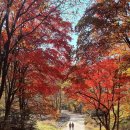 [트레킹 수준 초급 산행]🔸자연을 따라 가는 길 ...삼성산 &amp; 서울대학교 수목원 &amp; 안양 예술공원 26.11.01(일) 11시🔸 이미지