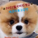 이지애견미용학원