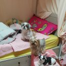 쪼쪼애견 이미지