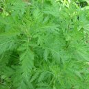 민간약초 생활한방 이미지