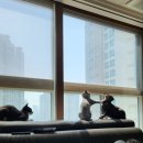 송도 24시 오케이동물병원 이미지