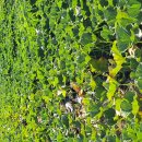 미니 밤단호박 수확 이미지