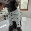 강아지 옷 만들기 이미지