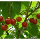 이화농원 이미지