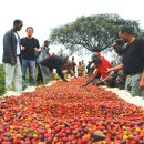 사랑을 볶는 카페 이미지