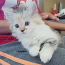 팬더 짜장마당 | 헬로우미니의 소소한 일상 - # 지난 5월 일상