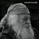 유성사랑나무