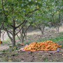 정옥농장 이미지