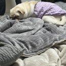 닥터멍펫샵 | 블태기