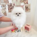 탑클래스 펫 이미지