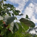 복골민박 이미지