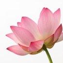 생명사랑한의원 네이버블로그