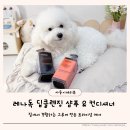 스타일 독-진교애견샵 | 레나독 강아지샴푸 컨디셔너 미용실 느낌의 보송한 털관리