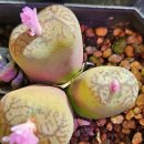 베란다식물여요 이미지