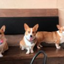 마오네애견카페 이미지