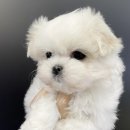 야옹아멍멍해봐(원성점) 이미지