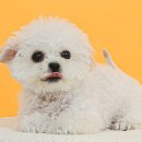 치카치코 이미지
