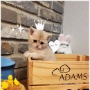 아담스펫 강아지분양 고양이분양 창원점 이미지