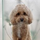 이다애견미용실 이미지