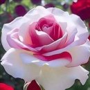 Scorpions - Still Loving You 이미지