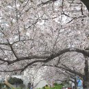남천동 벚꽃길 걸어보기 & 일식당 ' 다미 ' 들려보기.... 이미지