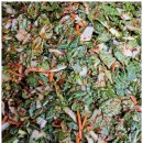 동읍1236 이미지