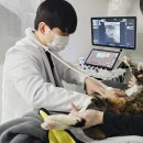 그루밍051 | 부산 고양이 피부 동물병원, 빨갛게 올라온 발적 증상? 피부사상균증일 수 있습니다