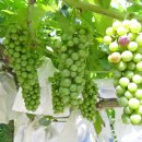 머루다래 이미지