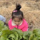 🥬 꼬마 농부 배추 수확하는 날 🥬 이미지